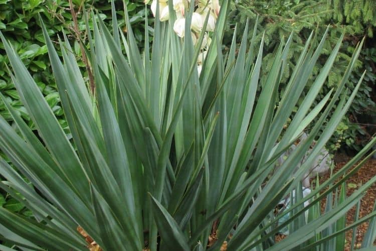 Yucca plant