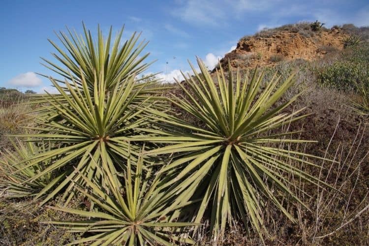 yucca plant