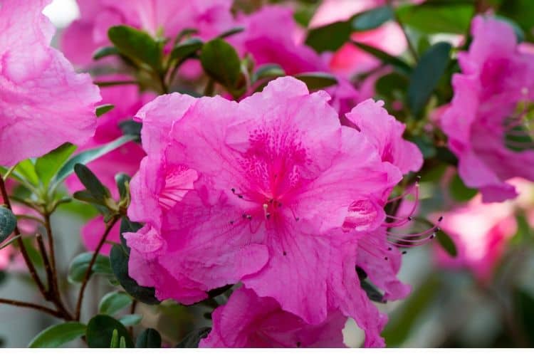 Azalea blooming