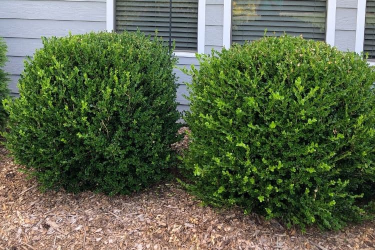 low maintenance shrub - boxwood