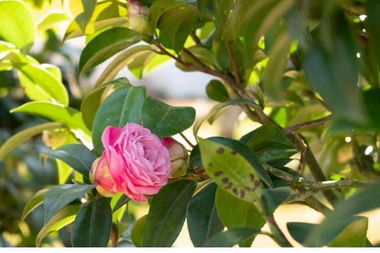 Camellia shrub blooming