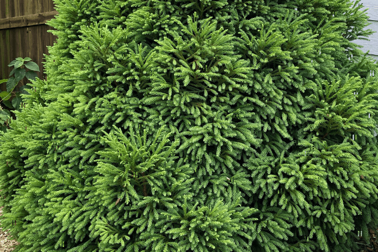 Cryptomeria