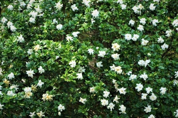 Dwarf gardenia shrub blooming