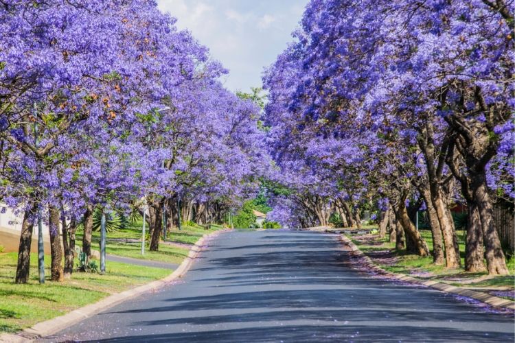 Row of purple Flowering Trees - Jacaranda