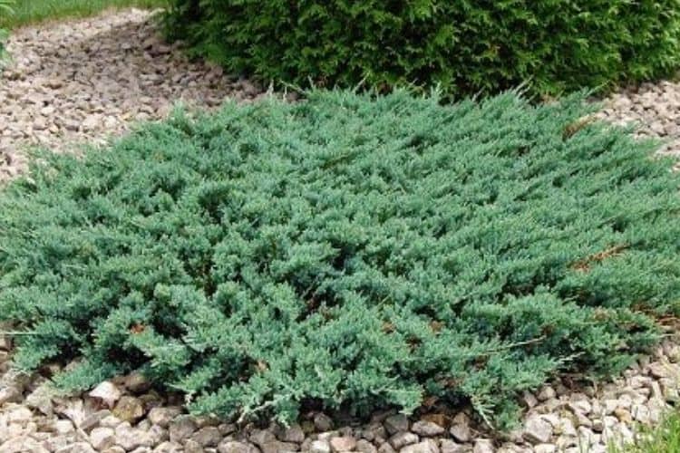 Juniper shrub