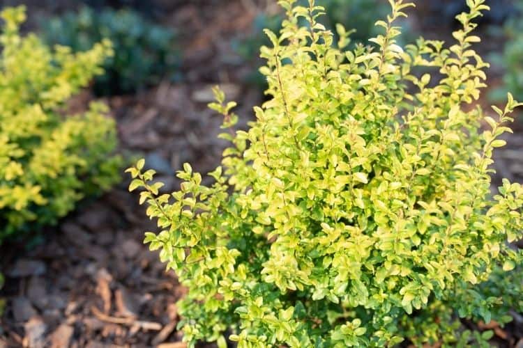 Low maintenance shrubs - ligustrum