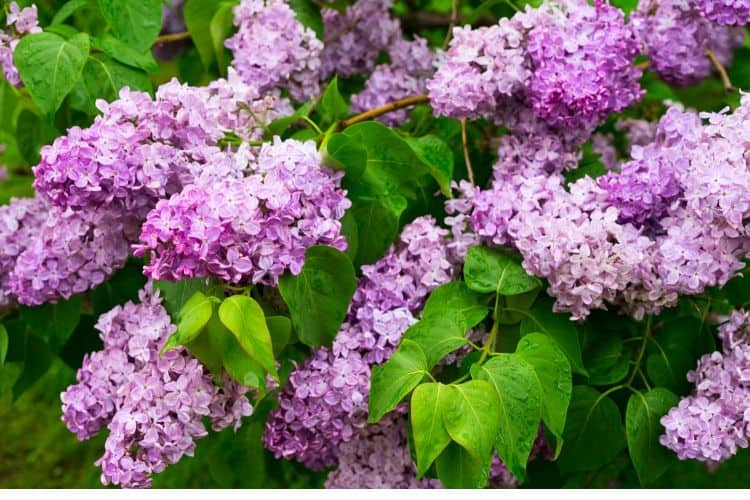 Lilac shrub blooming