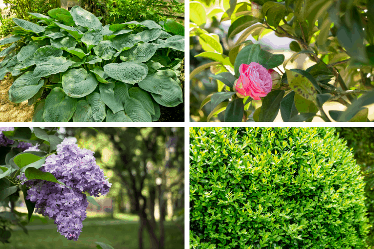 Collage of 4 low maintenance shrubs