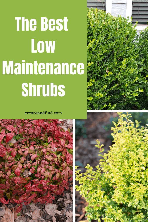 Image with text: Low maintenance shrubs