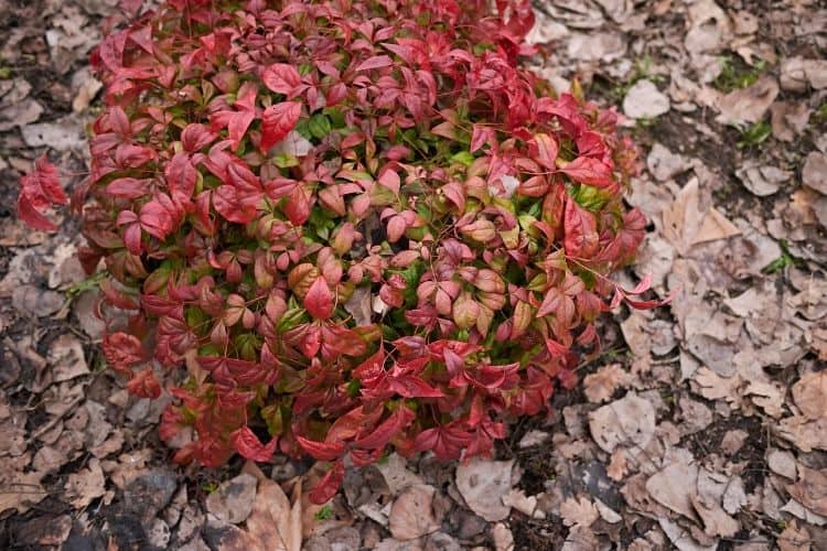 Nandina