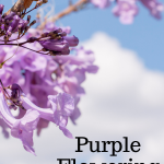 Image with text: Purple Flowering Trees