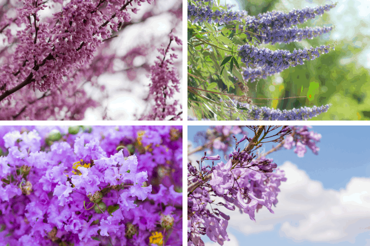 Collage of 4 purple blooming trees