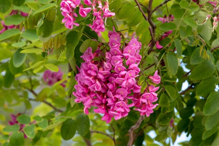 Purple Robe Black Locust Tree