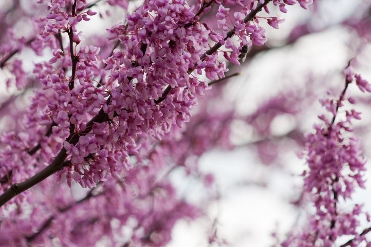 Redbud blooming