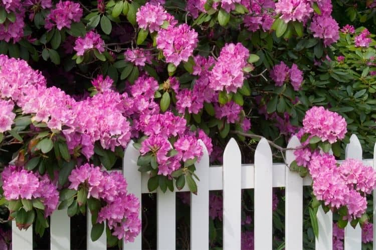 Low maintenance shrubs for the front of the house - rhododendron