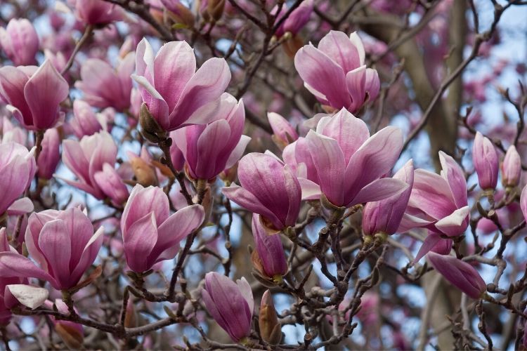 Saucer Magnolia flowers