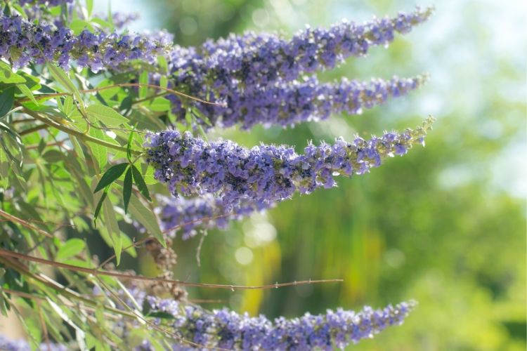 Purple Flowering Trees - Vitex (chaste) tree