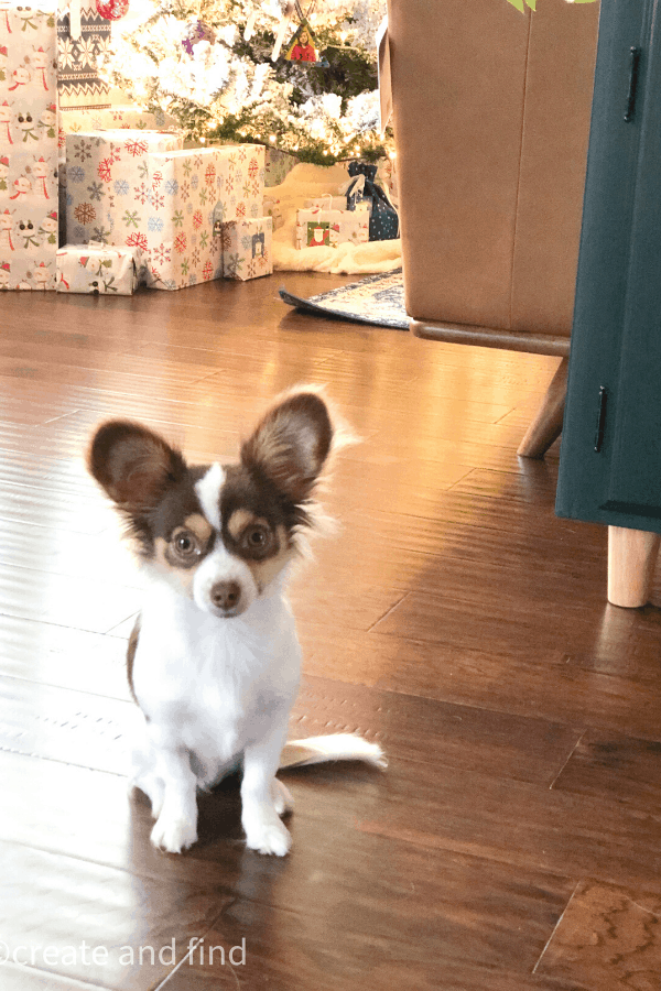 Dog in a living room