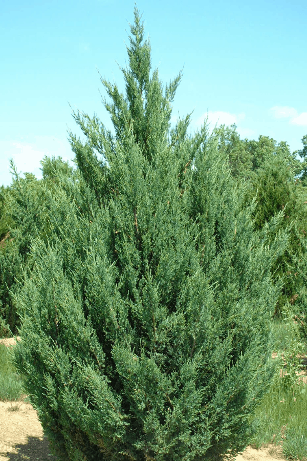 A blue point juniper tree grows outside with other trees in the background.