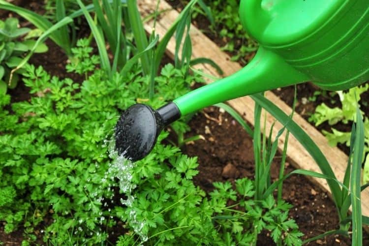 Watering a garden