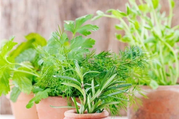 Herbs growing in pots