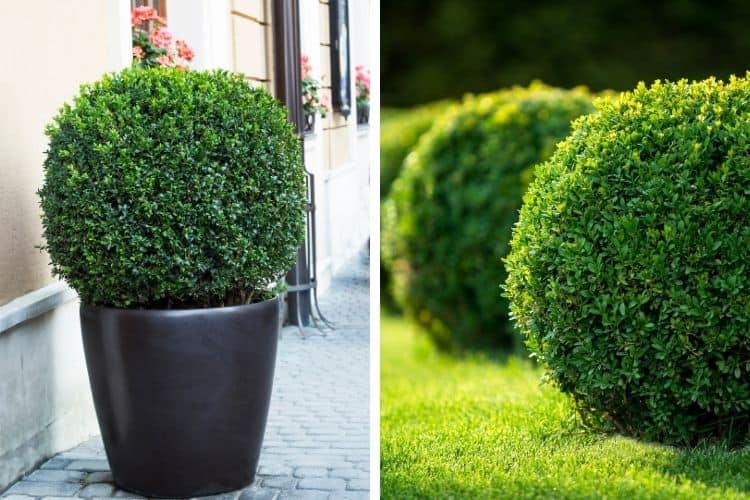 Collage of boxwood shrubs