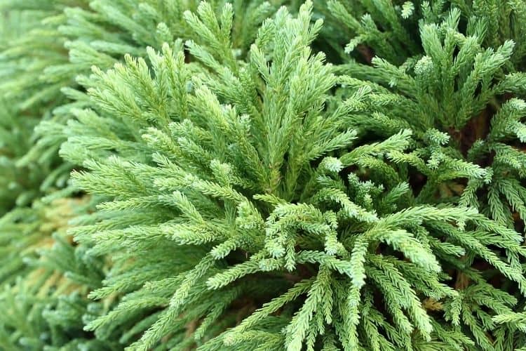 Cryptomeria shrub