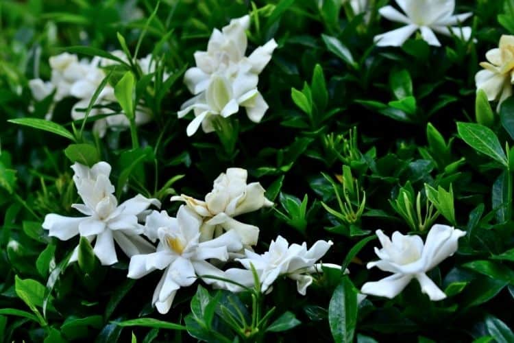 Gardenia shrub blooming