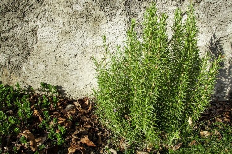 Rosemary shrub