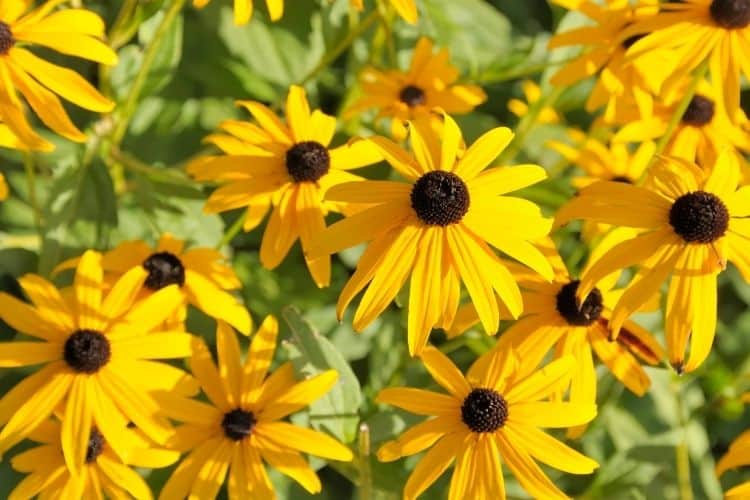 black eyed susans