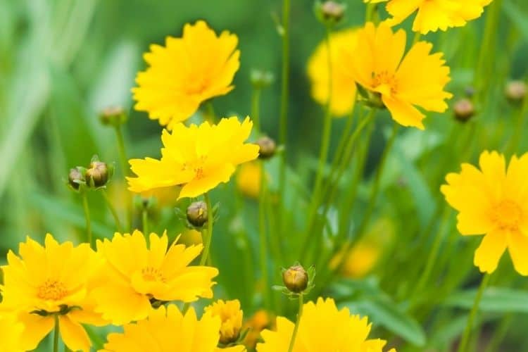 Coreopsis