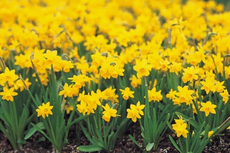 yellow perennial flowers - daffodils