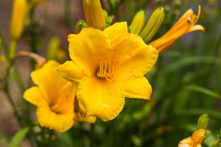 Close up of a daylily