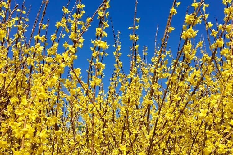 Forsythia