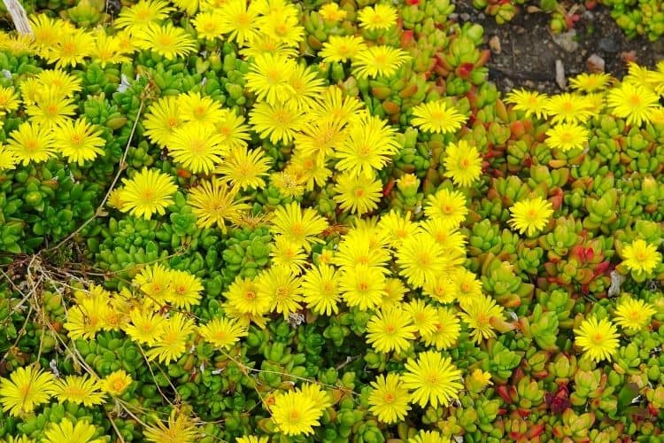 Hardy Ice Plant