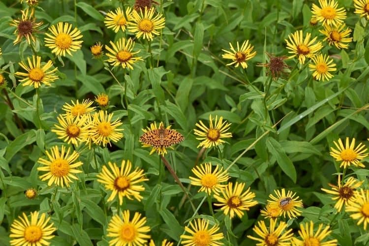 Yellow inula flowers