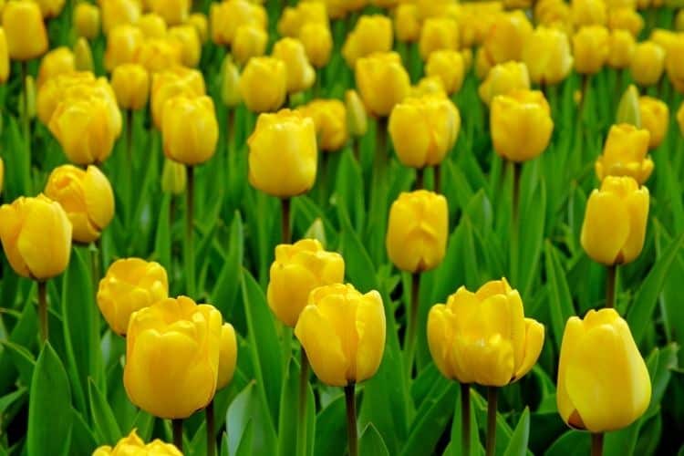 Yellow tulips