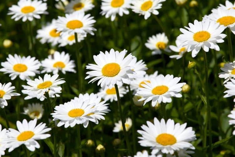 Shasta daisy - an example of a yellow perennial flower