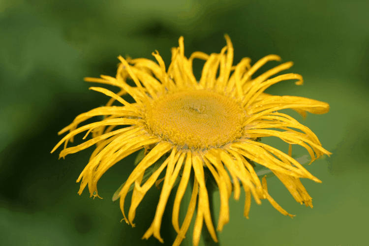 Inula