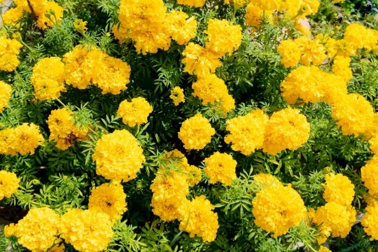 marigolds