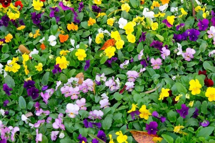 Colorful violas growing for a cut flower garden