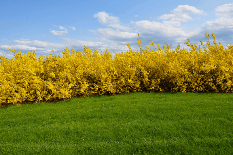 Forsythia shrubs