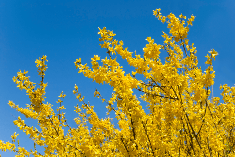 Forsythia blooming