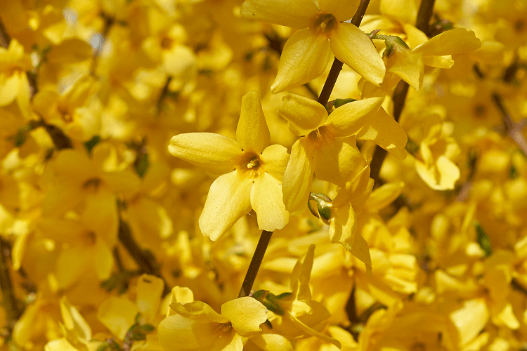 forsythia blooms up close