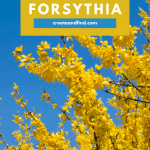 Image with text: How to Grow Forsythia