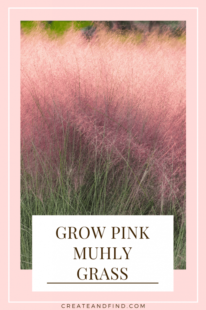 Image with text: how to grow pink muhly grass