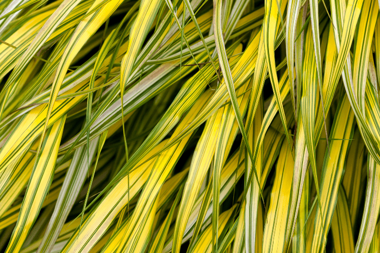 Golden Hakone grass