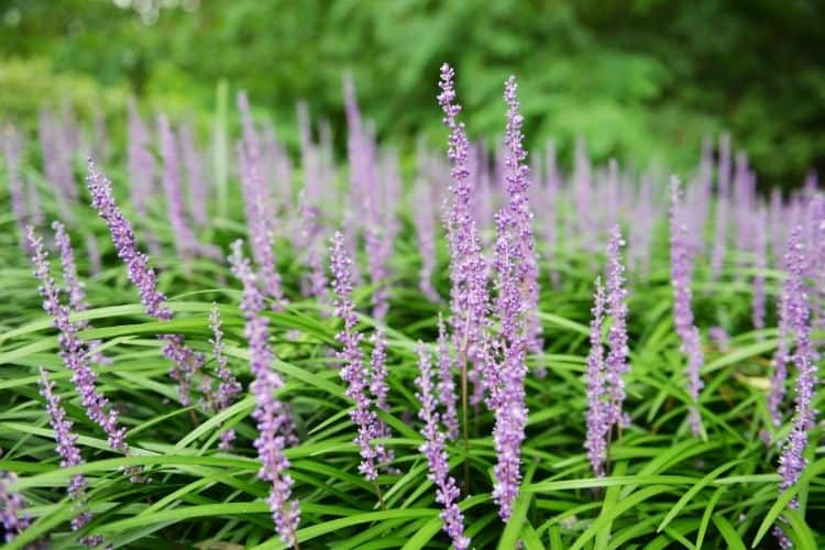 Liriope ornamental grass
