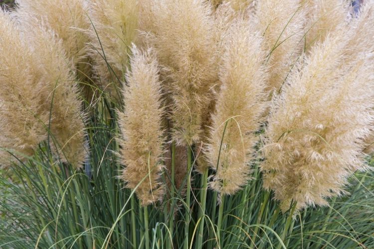 Perennial Ornamental Grasses - Pampas Grass
