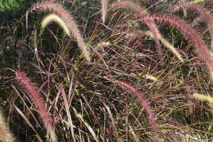 Perennial Ornamental Grasses - Purple Fountain Grass